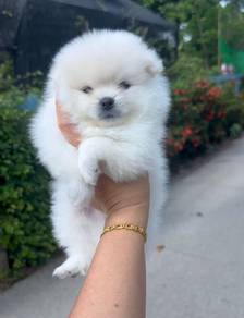 Snow White Pomerinian 
