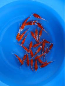 Japanese koi