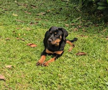 Rottweiler