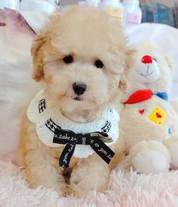 Poodle