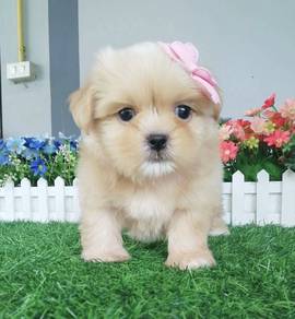 SHIH TZU PUPPIES A294 🌻 Small Dog Fluffy