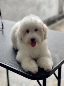 Poodle