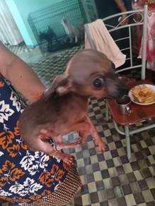 pincher puppy for sale 