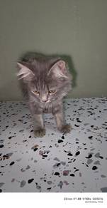 Kucing Parsi + DLH