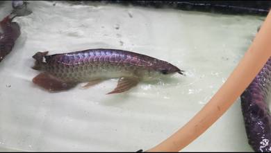 Mgbb arowana