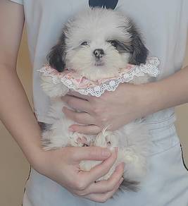 Shih Tzu