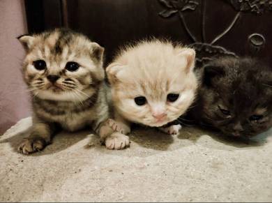 BSH Baby Kitten x 3 open for booking 