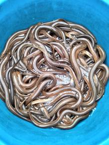 Belut Tukir