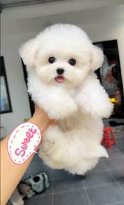 Mini Bichon-Girl