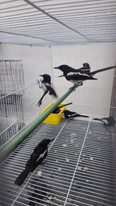 Burung mk