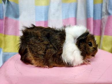 Guinea pig 