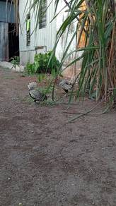 ayam batik silver satu pasang