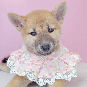 Shiba