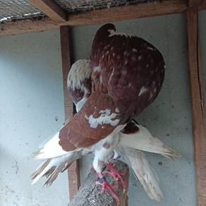 Merpati Norwich Cropper 