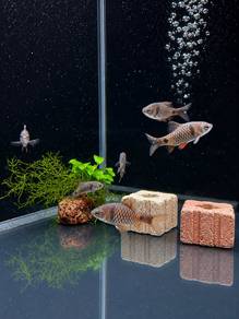 Odessa Barb
