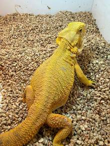 Bearded Dragon 