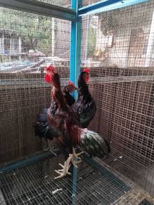 ayam hujung