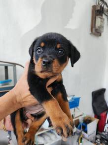 Rottweiler with mka cert