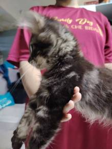 Purebreed Mainecoon 