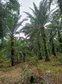 Agricultural Land in Simpang Renggam, JHR
