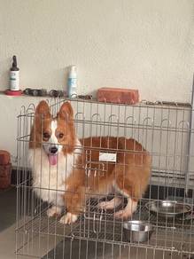 China Imported Long Coat Corgi