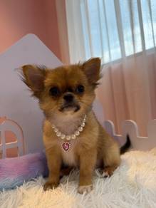 Long Hair Chihuahua female 🐾