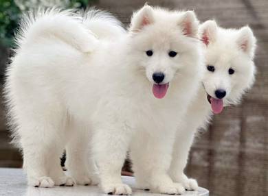 Samoyed female 4 months old