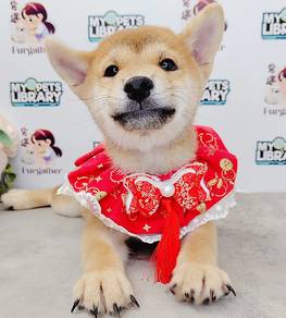 sHIBA INU