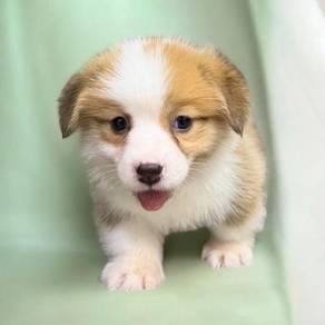 Corgi long haired mka mka mka