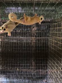 sugar glider