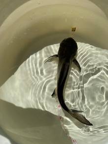 Highfin patin/pangasius sanitwongsei 8inch 