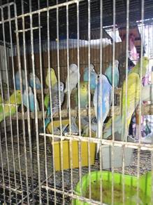 Budgie 