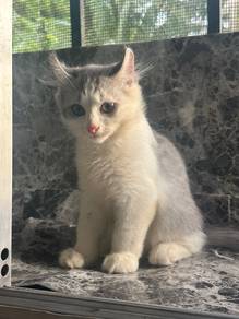 american curl mix munckin