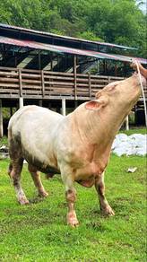 lembu sado korban