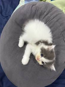 Munchkin & Persian Crossbreed Kittens for Sale