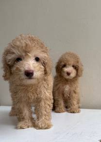 Maltipoo 