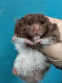 hamster bigbone 