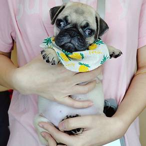 Pug