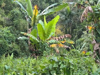 Agricultural Land in Ranau, SBH