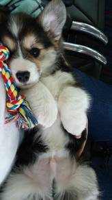 N5253 Floofy Corgi Cute Fluffy Butt Puppy Puppy Do