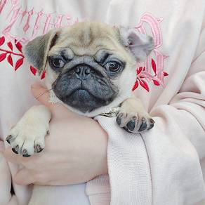 Pug