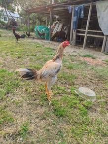 ayam pama