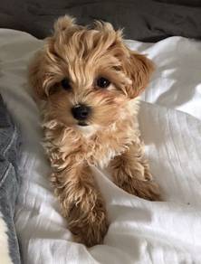 Boopable Maltipoo adorable tiny white fluffy puppy