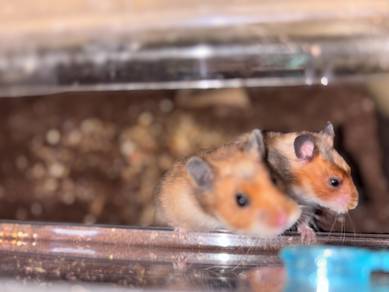 Syrian Hamster Dewasa