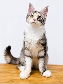 Mainecoon
