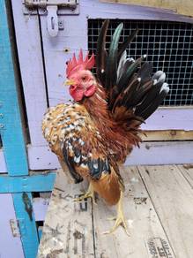 ayam serama