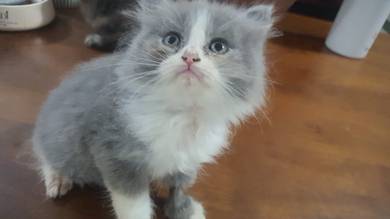 BLH Mix Calico kittens