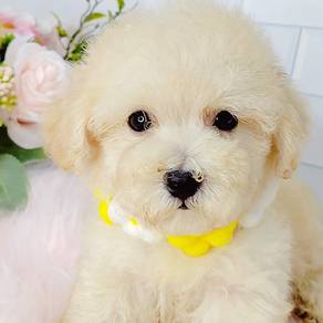 Poodle