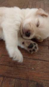 Golden Retriever Mix Puppies – Newborn Puppies Ava