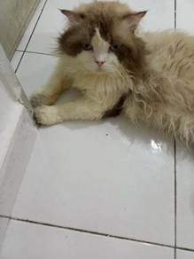 ragdoll 